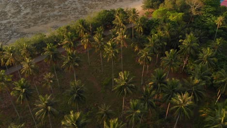 Palm-trees-forrest-in-the-morning,-Droneshot