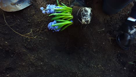 Planting-lilac-flowers-in-a-recently-dug-hole-in-a-flower-garden-on-top-of-a-house-pet’s-grave-in-slow-motion