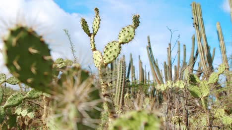 Nopal-or-prickly-pear-cactus-in-tropical-desert-landscape,-soft-focus-foreground