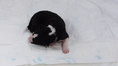 Helpless-few-days-old-puppy-trying-to-crawl