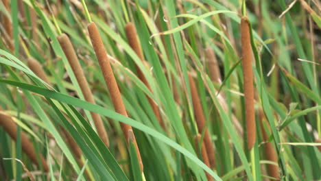 Bulrush-heads,-also-called-Cattail-and-Reedmace,-blowing-in-a-strong-breeze
