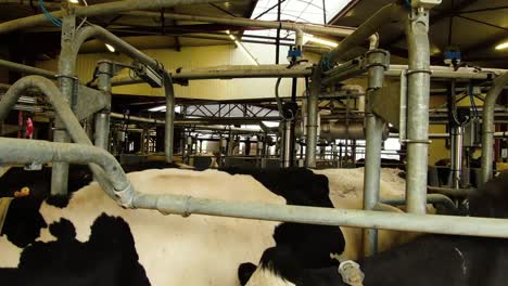 Cow's-in-the-Milking-System
