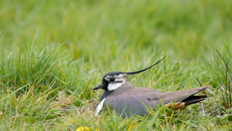 Northern-Lapwing-on-its-nest-in-a-grassy-field-showing-it's-impressive-crest-blown-by-the-wind,-side-view