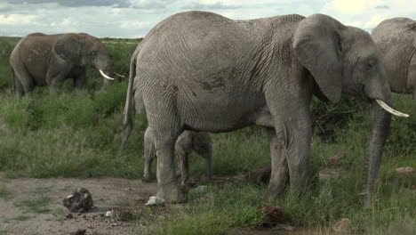 Familia-De-Elefantes-Africanos-Comiendo-En-Pastizales,-Amboseli-N