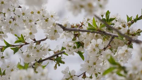 Morello-tree,-during-flowering