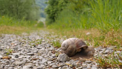 Close-up-of-a-brown-snail-with-a-snail-shell-sits-on-a-forest-road