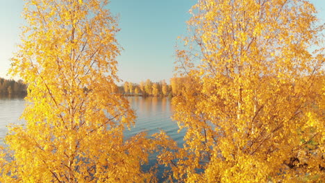 Rising-up-close-to-yellow-golden-trees-in-October-revealing-a-beautiful-calm-lake-in-a-serene-landscape