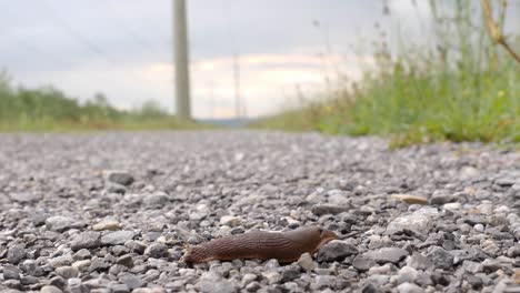 A-brown-slug-creeps-from-the-left-side-over-a-gravel-road-and-exits-on-the-right-side,-close-up-shot,-extremely-fast,-time-lapse-shot
