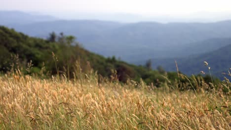 Grass-blowing-in-the-wind-in-the-Blue-Ridge-Mountains