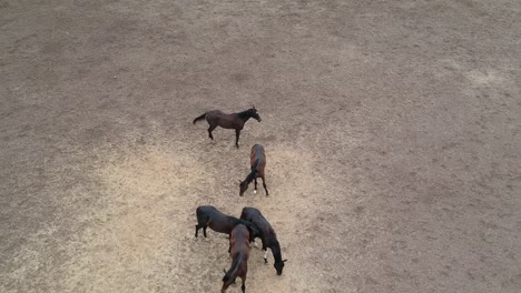 Horses-|-Horse-Racing-|-Race-Horses-|-Stud-Farm-in-India