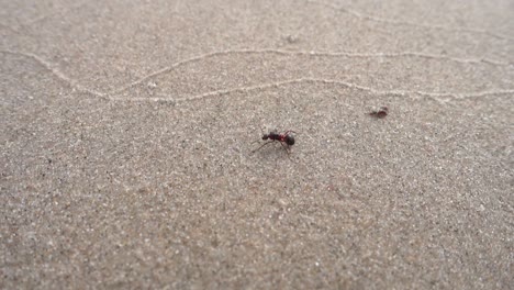 Eine-Große-Ameise-Geht-Am-Sandstrand-Spazieren
