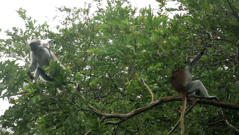 Los-Monos-Simplemente-Pasan-El-Rato-Y-Se-Divierten-En-La-Naturaleza