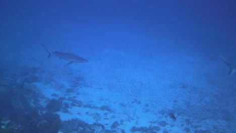 Dos-Grandes-Tiburones-Cazan-En-El-Azul-Profundo