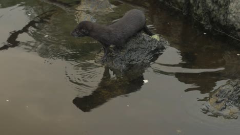 Wild-courageous-Mink-jumps-onto-rock-and-dives-into-water-SLOW-MOTION