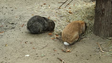 Kaninchen-Fressen-Heu-Draußen-Auf-Dem-Boden
