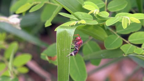 Medium-Close-Shot-of-a-Large-Wasp-Climbing-a-Green-Plant-Leaf