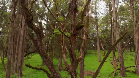 Ein-Grüner,-üppiger-Wald-An-Den-Hängen-Des-Mount-Kenia