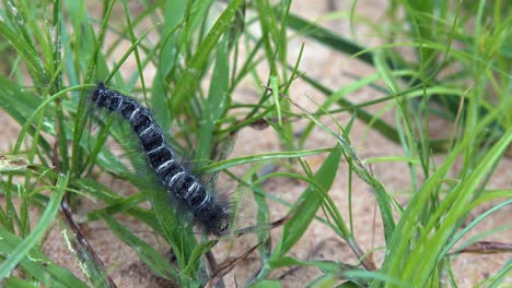Caterpillar-Crawling-on-the-Grass