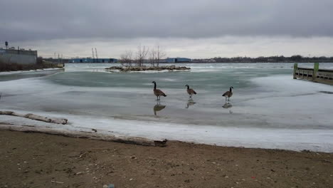 Three-Canadian-Geese-stand-along-the-frozen-icy-shoreline-of-the-Detroit-River-in-Windsor,-Ontario