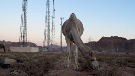 Ein-Kamel-Mit-Weißem-Fell,-Das-Abends-Auf-Einem-Feld-In-Jordanien-Tomaten-Frisst,-100-Bilder-Pro-Sekunde