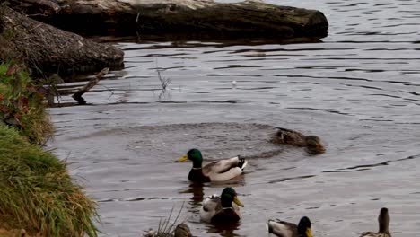 Ducks-jumping-from-the-bank,-about-a-foot-drop,-into-the-water-and-swim-away