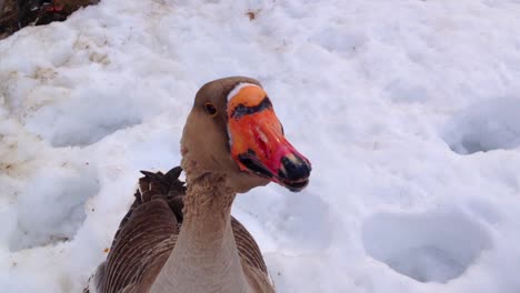 A-goose-in-the-middle-of-winter-talking-and-moving-its-head-towards-the-camera