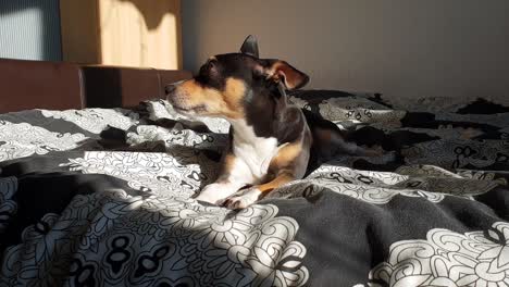 Cute-spanish-Ratonero-Bodeguero-Andaluz-dog-laying-on-bed-in-sunshine,-relaxing