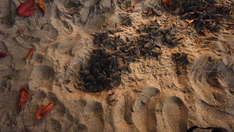 Leatherback-hatchlings-about-to-start-life-in-the-ocean-and-try-to-avoid-being-eaten