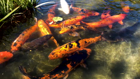 Karpfenfische-Im-Teich