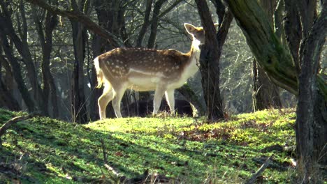 Fallow-deer-grazing-in-the-forest