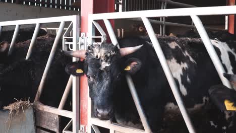 Kühe-Fressen-Aus-Einem-Trog-Auf-Einem-Geschäftigen-Viehhof