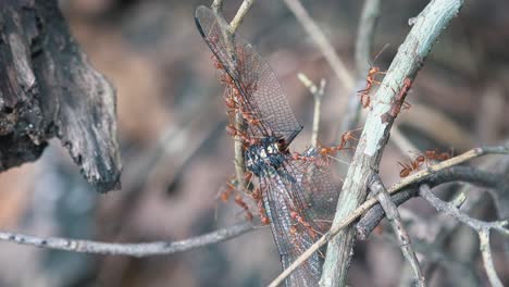 Zeitraffer-Von-Roten-Ameisen,-Die-Eine-Tote-Libelle-Tragen