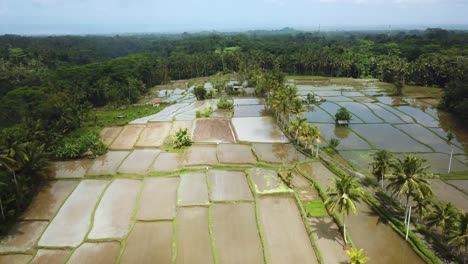 Hermosa-Toma-De-Drones-Volando-Sobre-Algunas-Terrazas-De-Arroz-Inundadas-En-Bali,-Indonesia
