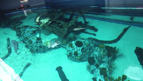 Bull-Shark-Swimming-in-the-Texas-State-Aquarium-overhead