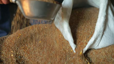 Man-processing-and-packaging-wheat-seed-into-a-bag-or-sack-during-harvest,-slow-motion