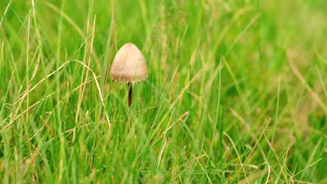 Wunderschöne-Zeitlupenaufnahmen-Von-Pilzen,-Die-Vom-Wind-In-Grasbewachsenem-Land-Getroffen-Werden