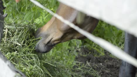 Close-up-view-of-the-horses-mouth-eating-from-a-pile-of-green-grass,-SLOMO