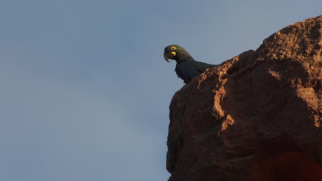 Young-lear-macaw-resting-on-top-of-sandstone-cliff-in-Caatinga-Brazil