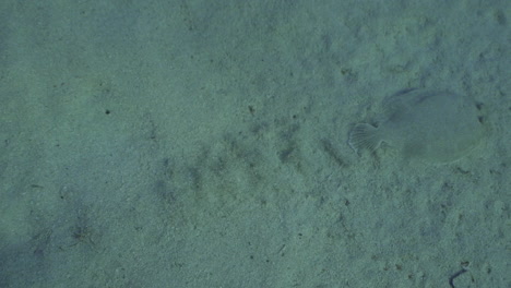 Unterwasseraufnahme-Eines-Seezungenfisches,-Der-Sich-Auf-Sand-Bewegt,-Aufgenommen-Im-Mittelmeer-In-Zeitlupe