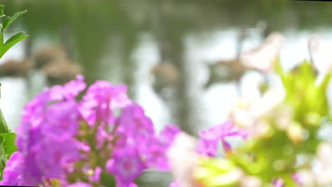 Zeitlupen-Rack-Fokus-Von-Wunderschönen-Rosa-Und-Weißen-Blumen-Bis-Zu-Einem-Teich-Mit-Schwimmenden-Kanadagänsen