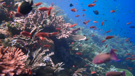 Das-Korallenriff-Erzeugt-Eine-Explosion-Von-Farben,-Wenn-Im-Riff-Kleine-Rote-Anthias-Fische-Zusammen-Mit-Gesunden,-Lebenden-Korallen-Pulsieren
