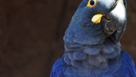 Closeup-of-a-Lear`s-Blue-Macaw-moving-the-head,-Bahia,-Brasil