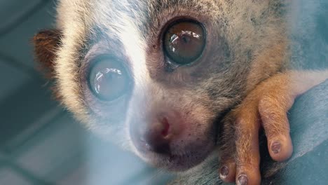 Close-Zoom-Out-of-a-Slow-Loris-in-Captivity