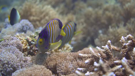close-up-shot-of-a-colorful-butterfly-fish-that's-swimming-close-to-the-sea-bottom
