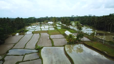 Drone-shot-flying-over-some-flooded-Rice-Terraces-in-Bali,-Indonesia