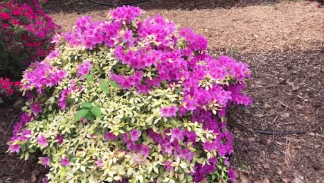 Un-Hermoso-Arbusto-De-Rododendro-Púrpura-Y-Magenta-Floreciente