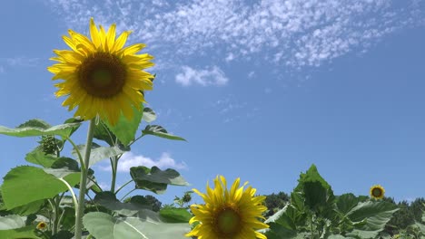 Sunflower-swaying-in-the-breeze-in-a-green-field-against-a-blue-sky-with-high-white-clouds