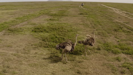 Two-ostriches-walking-in-Serengeti-great-Valley-with-a-safari-tour-car-in-a-distance,-Serengeti-National-Park,-Tanzania