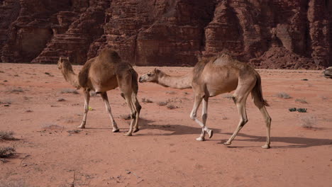 Unos-Camellos-Caminan-Lentamente-Por-El-Desierto-De-Wadi-Rum