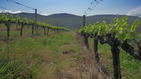Looking-down-vineyard-with-fresh-growth,-windy-conditions-on-farm
